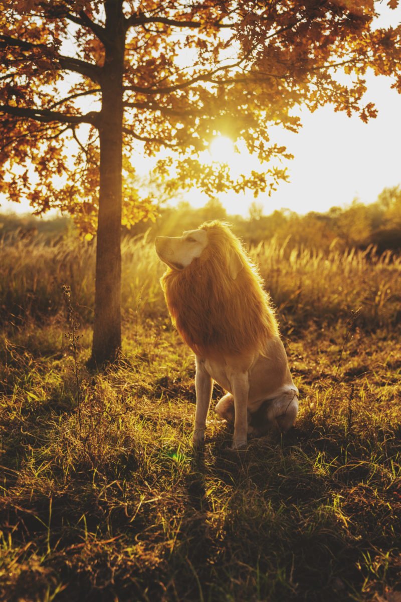 Fotoshooting mit Hund - Ole darf Löwe spielen